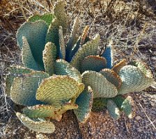 Skull Rock Cactus 1