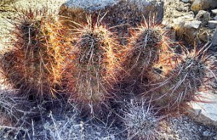 Skull Rock Cactus 2