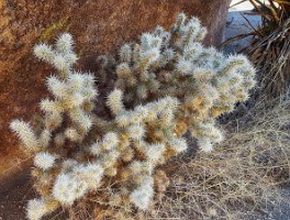 Skull Rock Cactus 4