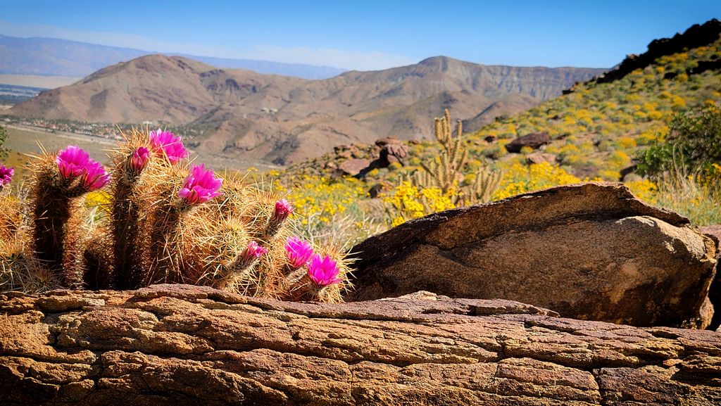 Cactus Flowers on Coffman Trail