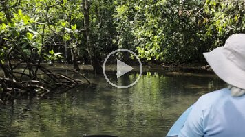 Kayaking through the Mangroves
