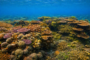 Coral 1