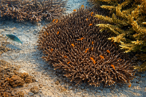 Coral 4