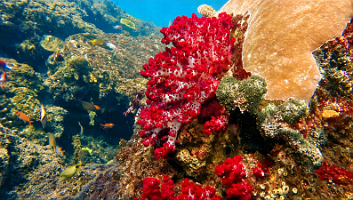 Coral 7
