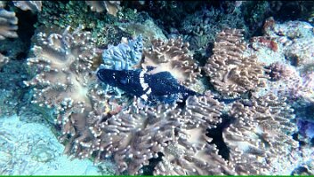 reef_adjusted