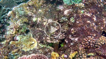 Beautiful Morey Eel