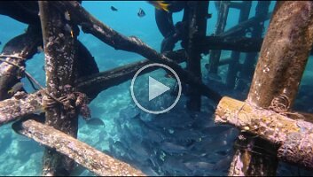 Bigeye Trevally circling under pier - Trim