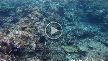 Porcupine fish