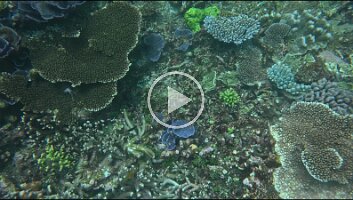 Purple Montipora Coral - Monty Cap