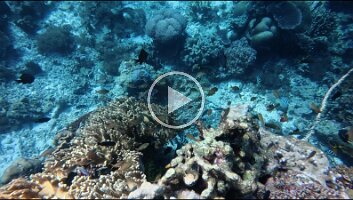 blackspotted puffer