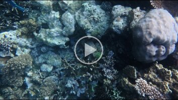 hiding under pretty coral