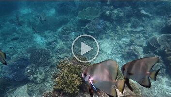 longfin batfish - - Trim