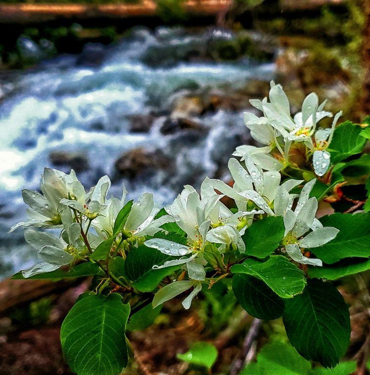 Serviceberry