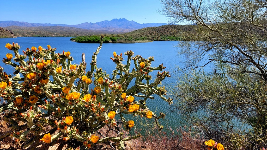 Buckhorn Cholla in Bloom