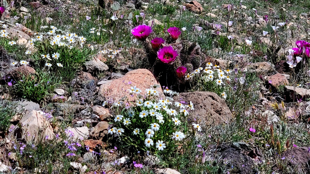 Cacti, Daisies, Mariposa Lilies