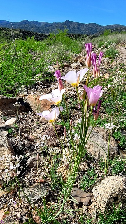 Mariposa Lilies