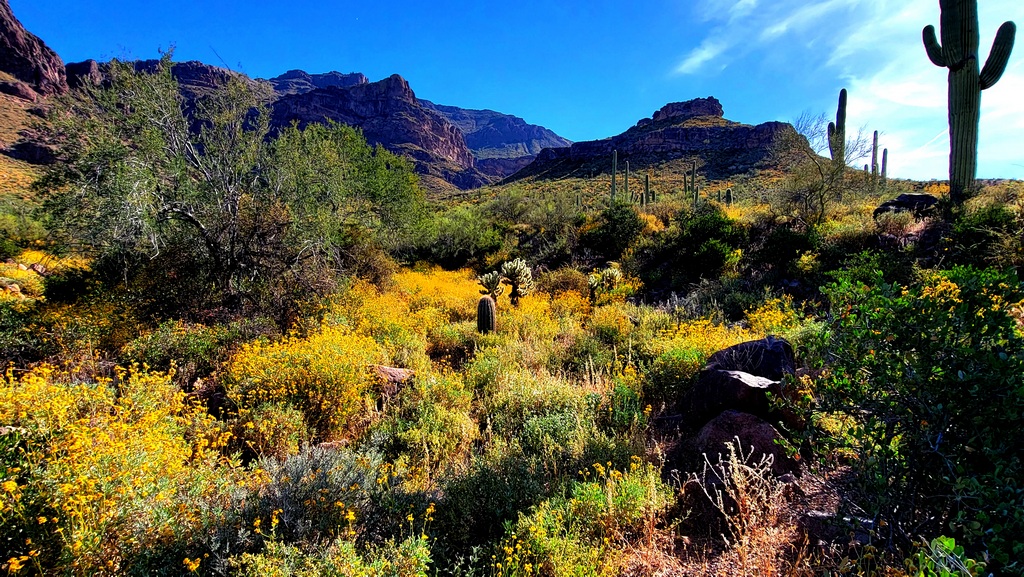 Walking the Desert