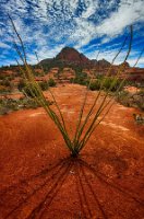 Ocotillo Rocks and Clouds Cathedral Rock Loop