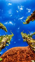 Ocotillo and Sky