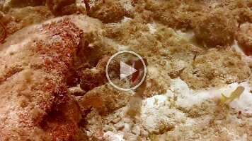 Salt Pond-Stabilized 2