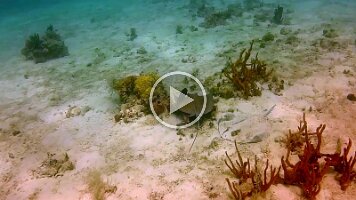 Waterlemon Cay big