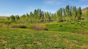 Steens Meadow 1 2020