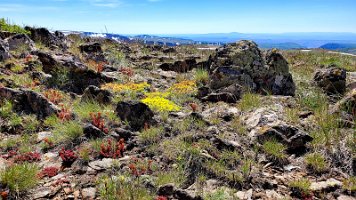 Steens Summit Flower Candidate