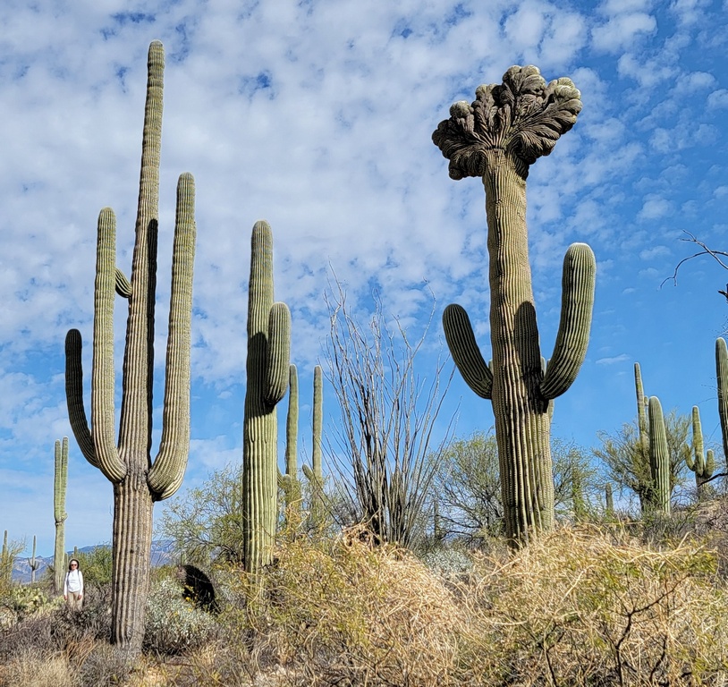 Crested Saguaro