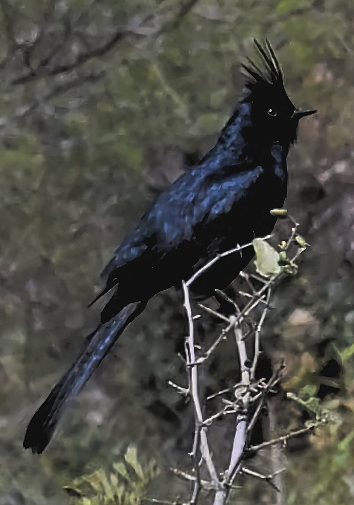 Phainopepla