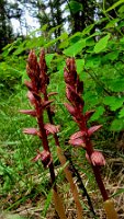 Grand Canyon Bleached Coralroot