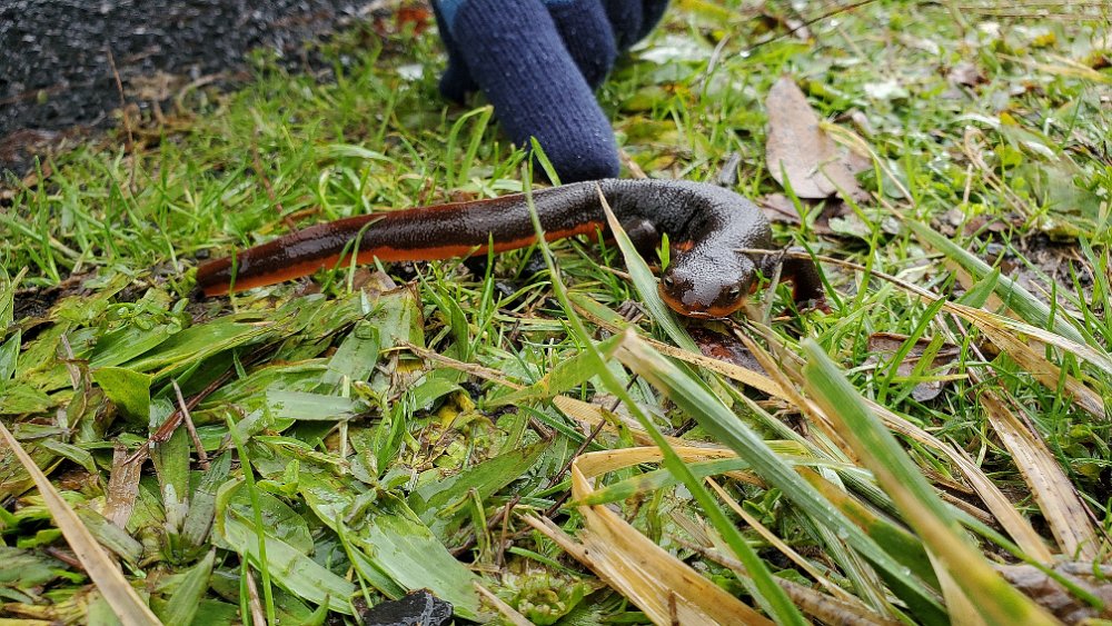 Rough-skinned Newt